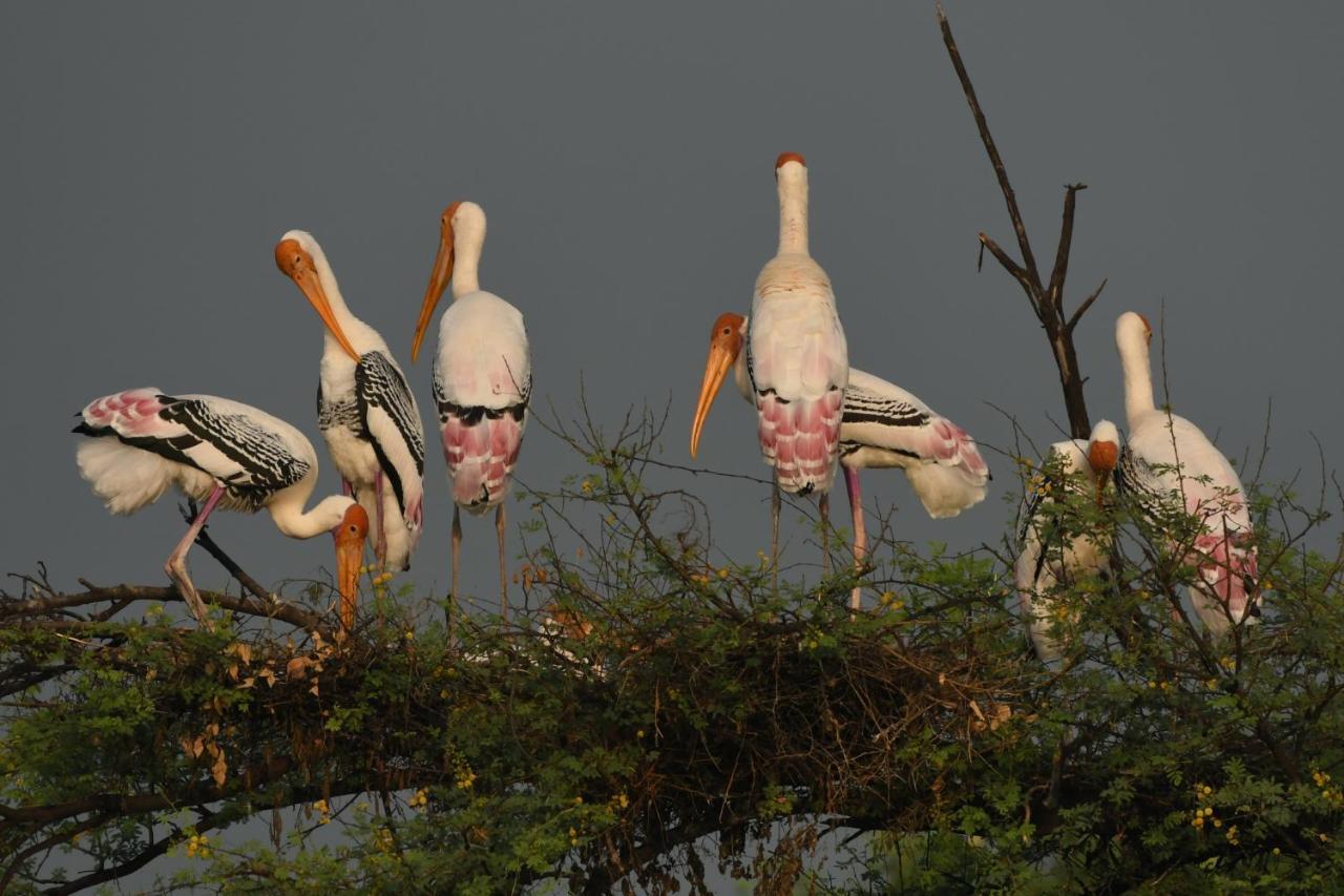 The Birder'S Inn Bharatpur Exteriér fotografie