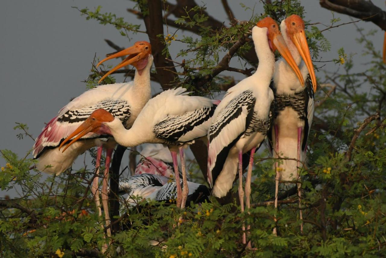 The Birder'S Inn Bharatpur Exteriér fotografie